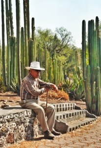 Mexico, Cactus, Old Man