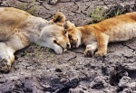 Lion Love, Serengeti, Tanzania